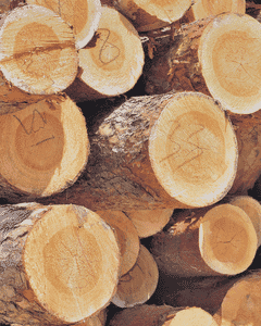 Soft, Sustainable, Sophisticated: Inside Orchids Lux Home’s Lyocell Bedding - Orchids Lux Home 6.png