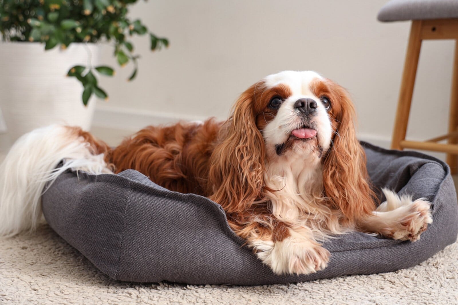 Pet Friendly Bedding Buying Tips That Help You Shop Smarter - Orchids Lux Home