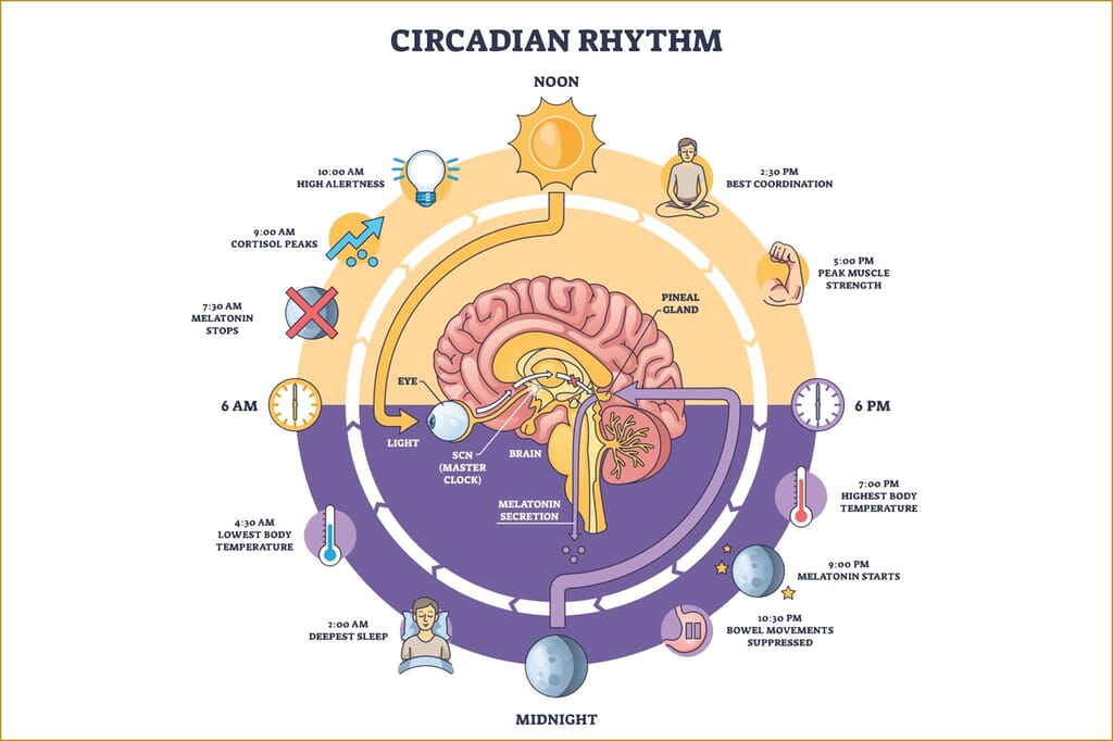 Why Your Circadian Rhythm Matters and How Bedroom Lighting Helps - Orchids Lux Home Why Your Circadian Rhythm Matters and How Bedroom Lighting Helps - Orchids Lux Home