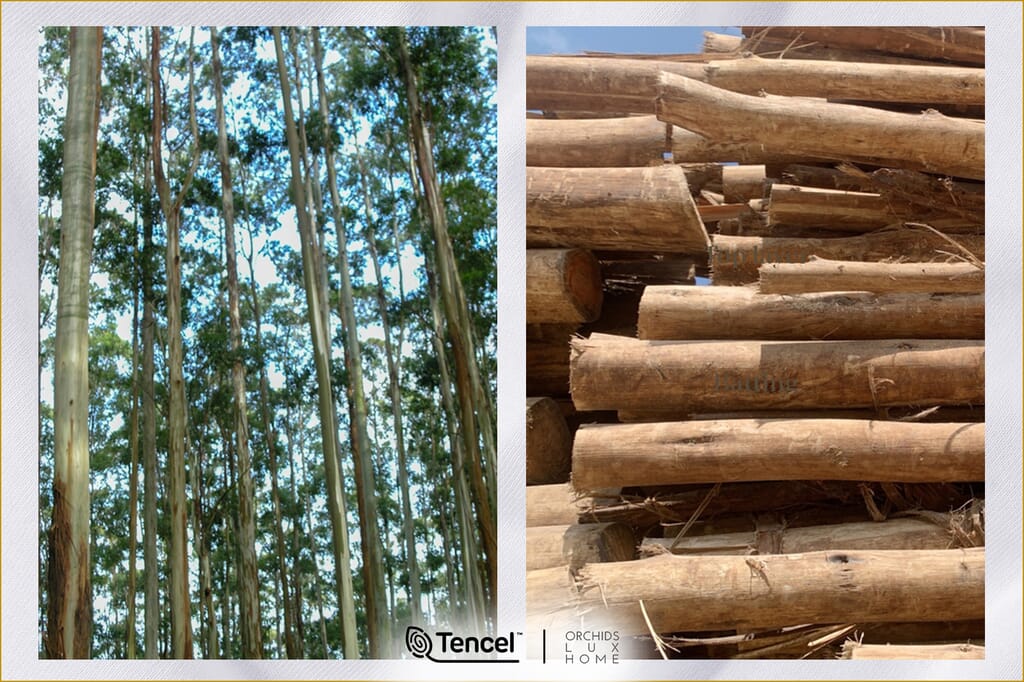 Everything You Need to Know About TENCEL™ Lyocell - Orchids Lux Home Split image showing tall eucalyptus trees growing in a forest on the left and stacked eucalyptus logs on the right. Illustrates the natural wood source used in producing TENCEL™ Lyocell fibers.