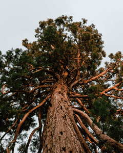Soft, Sustainable, Sophisticated: Inside Orchids Lux Home’s Lyocell Bedding Trees