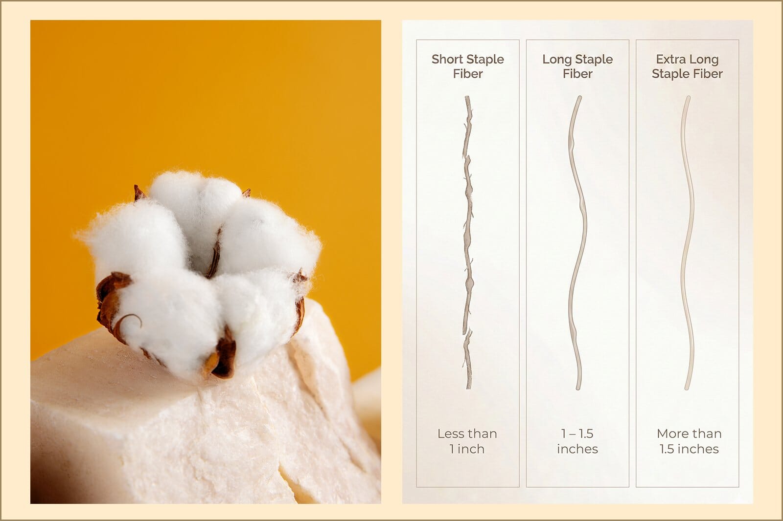 A Cotton Boll Image Plus A Simple Staple-Length Visual Explaining Why Egyptian Cotton Sheets Feel More Premium, Comparing Short, Long, And Extra-Long Fibers.