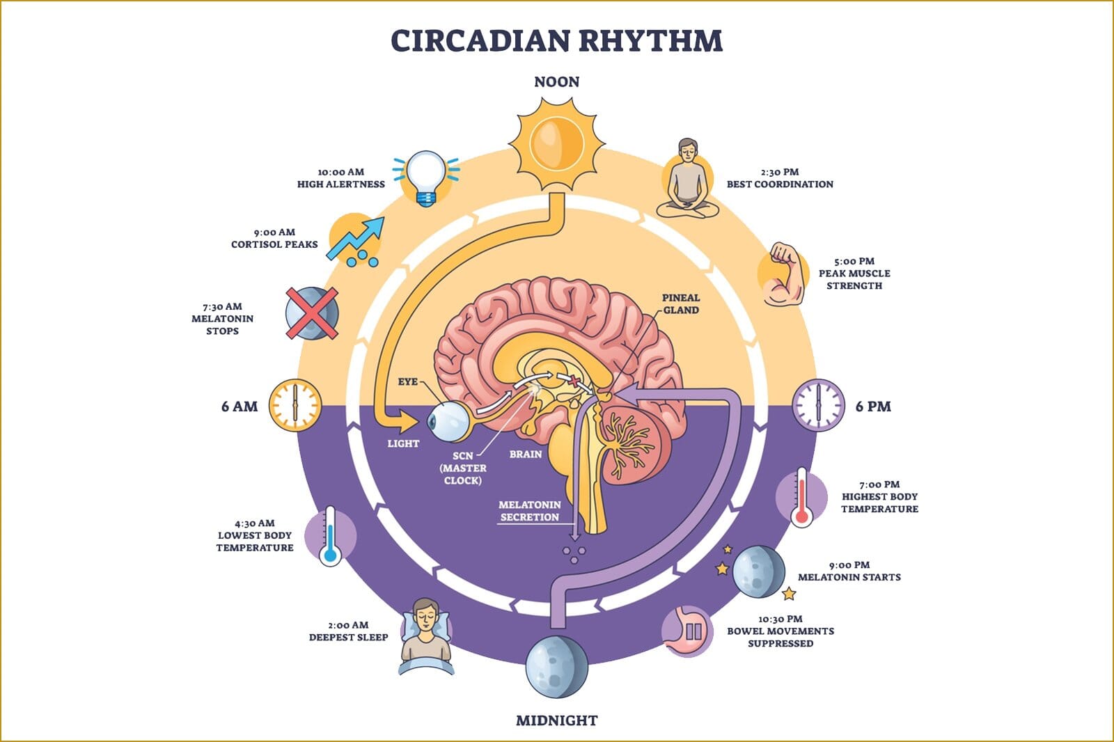 Bedroom Lighting Is Explained Through A Circadian Rhythm Diagram Showing How Light Exposure Influences The Brain, Melatonin Release, And Sleep–Wake Cycles. Bedroom Lighting Plays A Key Role In Supporting Healthy Sleep By Aligning Evening Light With Natural Circadian Patterns For Better Rest.